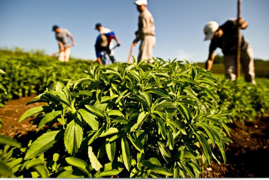 اهمیت کشاورزی گیاه استویا یا برگ شکر + گیاه شناسی
