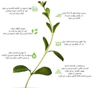 stevia tree